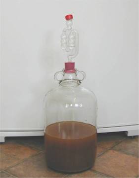 Lag phase of homebrew fermentation